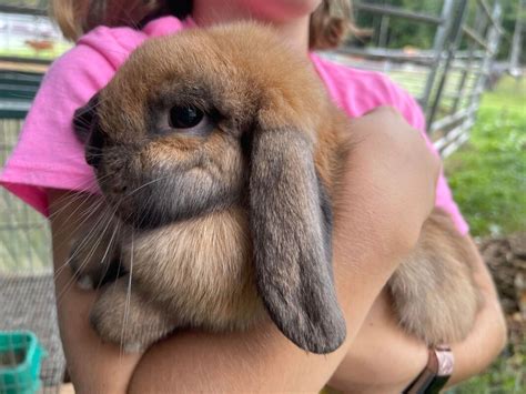 bunnies are cheap